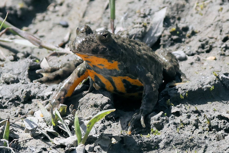 Bombina variegata: Bild 5