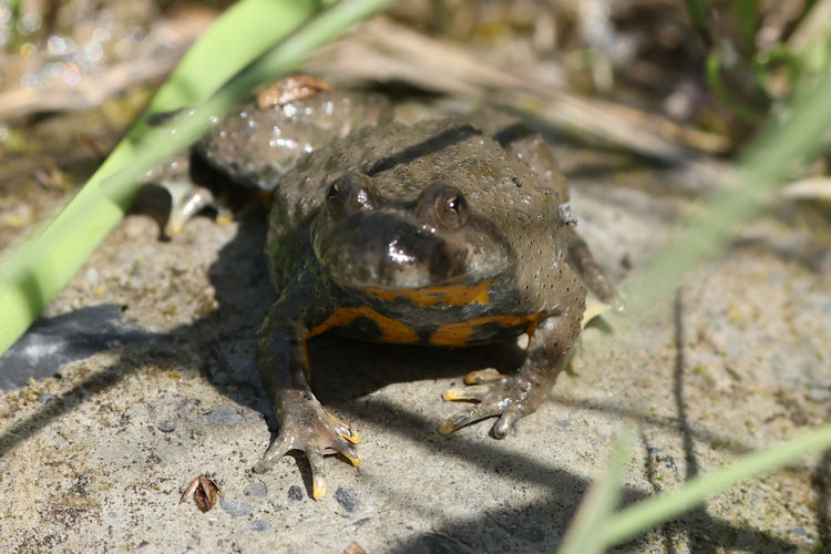 Bombina variegata: Bild 6