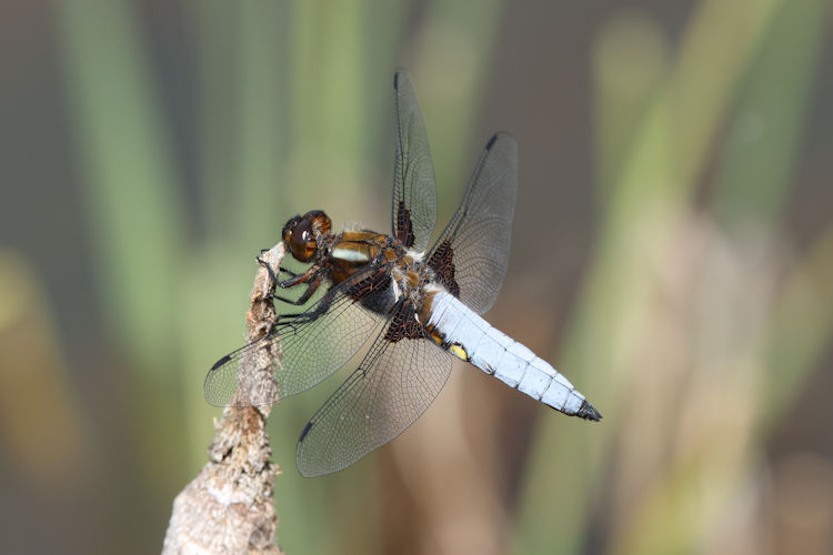 Libellula depressa: Bild 2