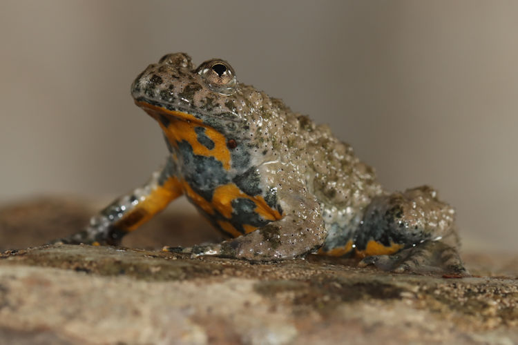 Bombina variegata: Bild 13