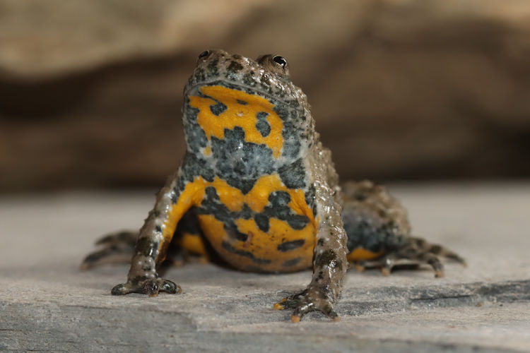 Bombina variegata: Bild 14