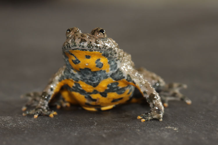 Bombina variegata: Bild 15