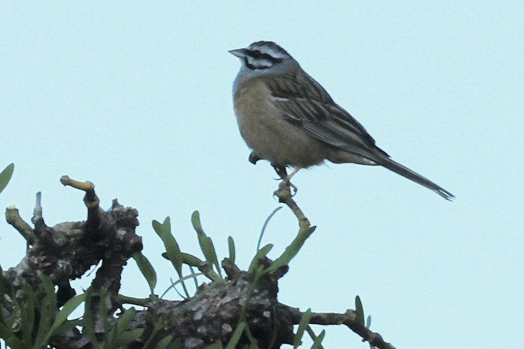 Emberiza cia: Bild 1