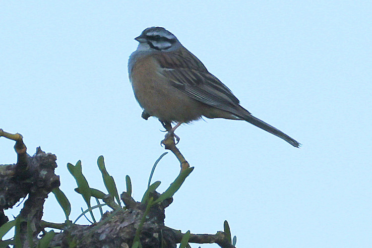 Emberiza cia: Bild 2
