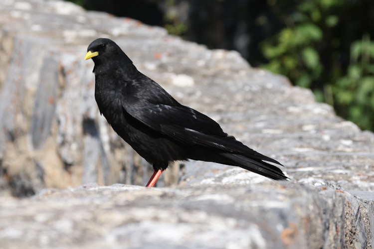 Pyrrhocorax graculus: Bild 6