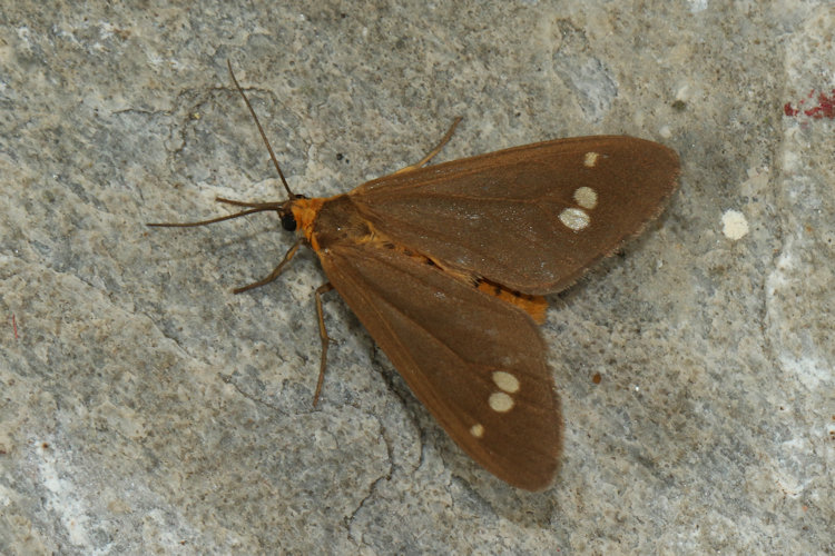 Dysauxes famula: Bild 19