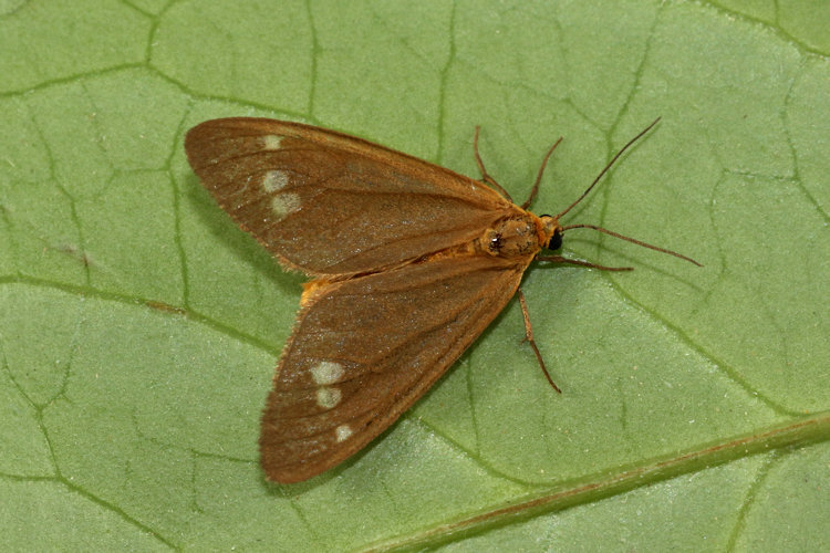 Dysauxes famula: Bild 20