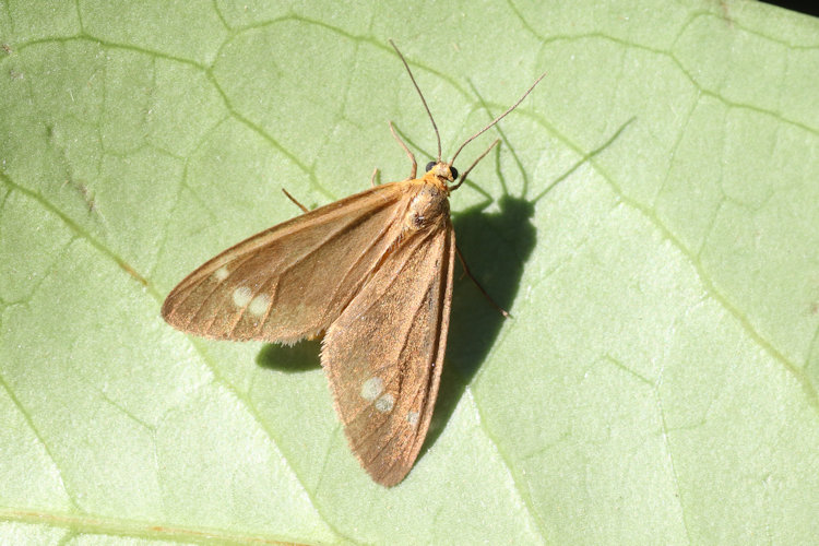 Dysauxes famula: Bild 21