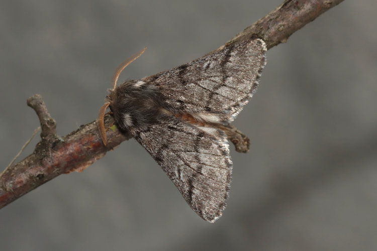 Thaumetopoea pityocampa: Bild 6