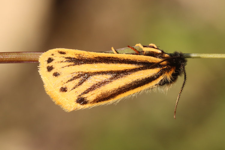 Setina aurita: Bild 11