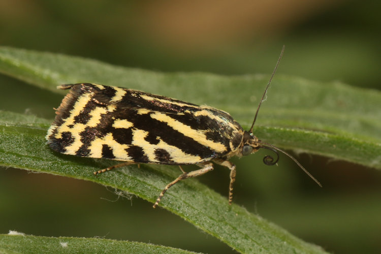 Acontia trabealis: Bild 21