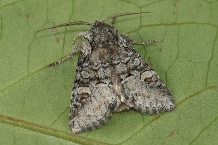 Brachylomia viminalis: Bild 15