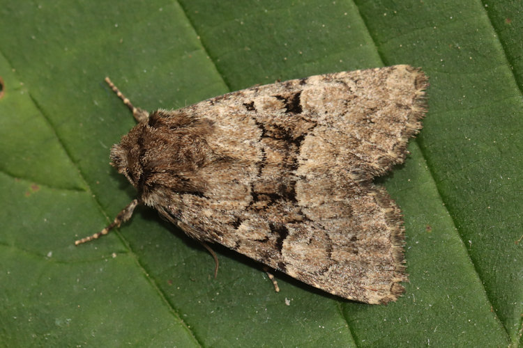 Clemathada calberlai: Bild 9