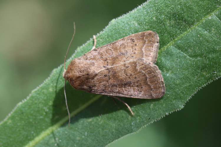 Hoplodrina octogenaria: Bild 17