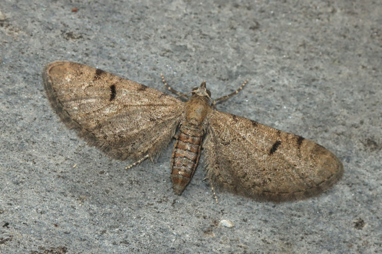 Eupithecia extraversaria: Bild 7