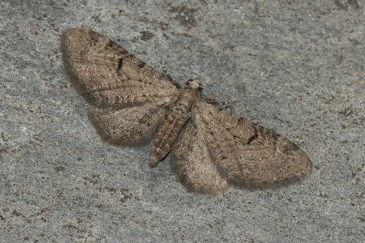Eupithecia extraversaria: Bild 8