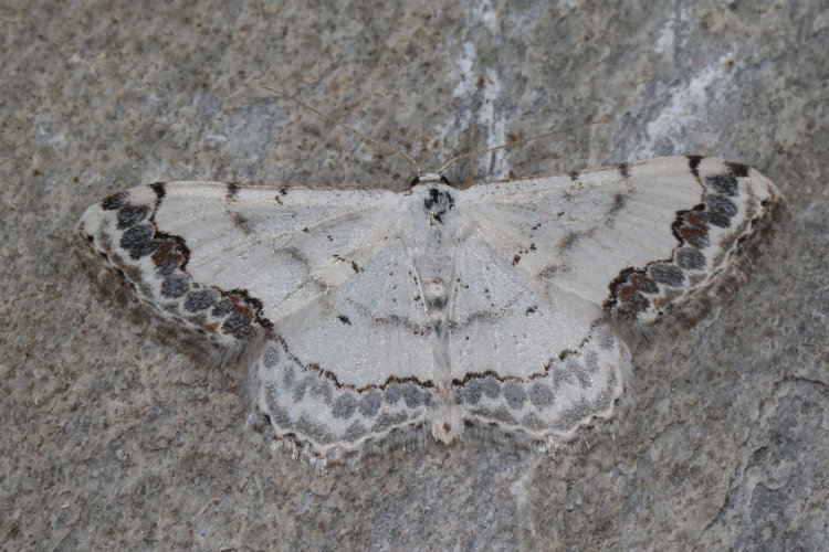 Scopula decorata: Bild 10