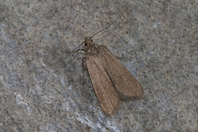 Acompsia cinerella: Bild 9