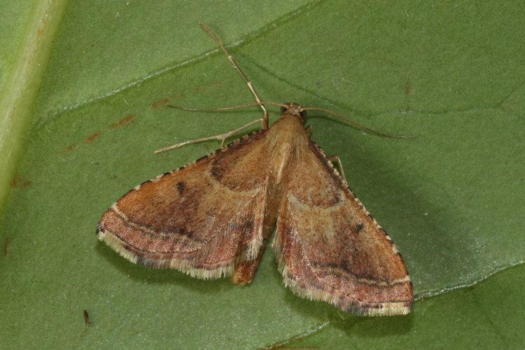 Endotricha flammealis: Bild 11