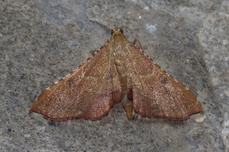Endotricha flammealis: Bild 12