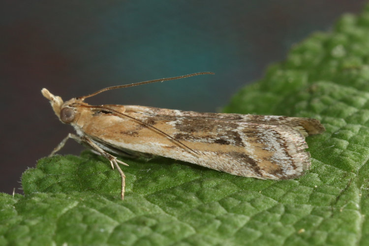 Ancylosis cinnamomella: Bild 13