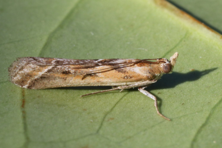 Ancylosis cinnamomella: Bild 14