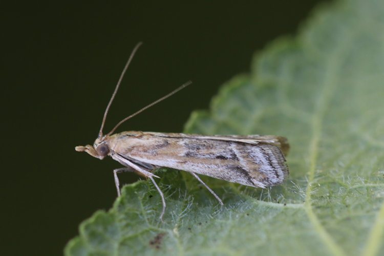 Ancylosis cinnamomella: Bild 15