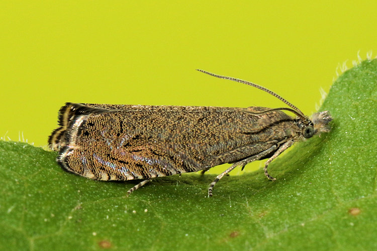 Dichrorampha sp.: Bild 2