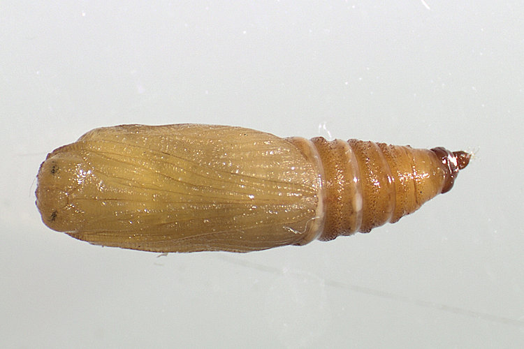 Eupithecia denticulata: Bild 27