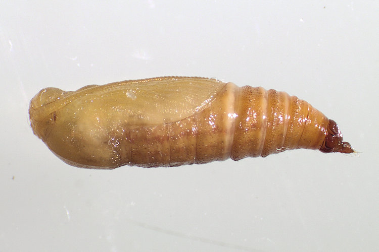 Eupithecia denticulata: Bild 28