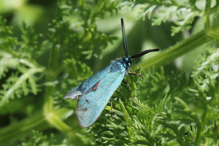 Adscita sp.: Bild 8