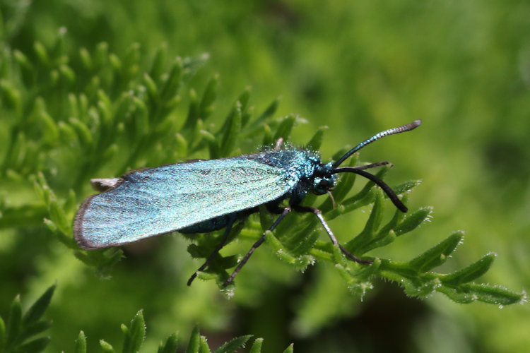 Adscita sp.: Bild 10
