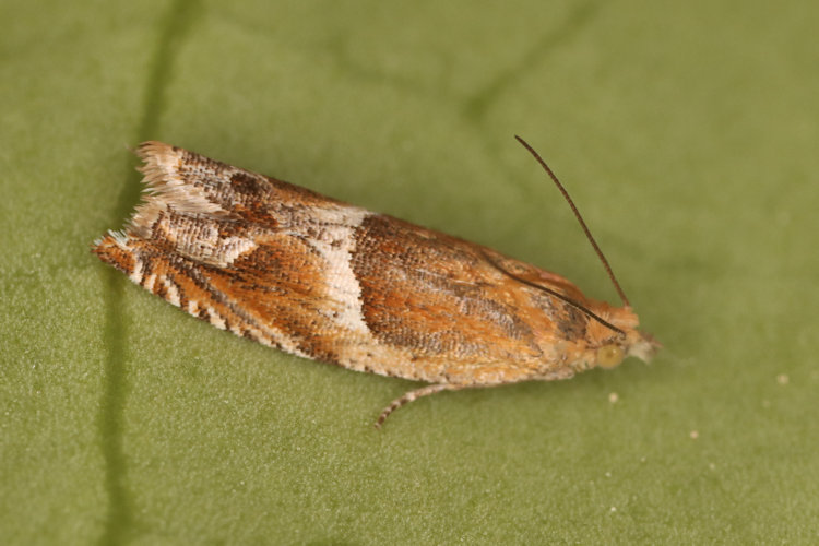 Ancylis obtusana: Bild 3