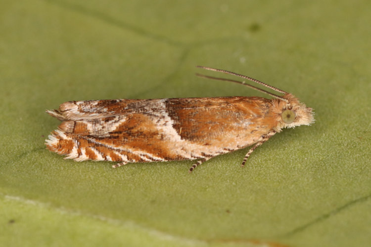 Ancylis obtusana: Bild 4