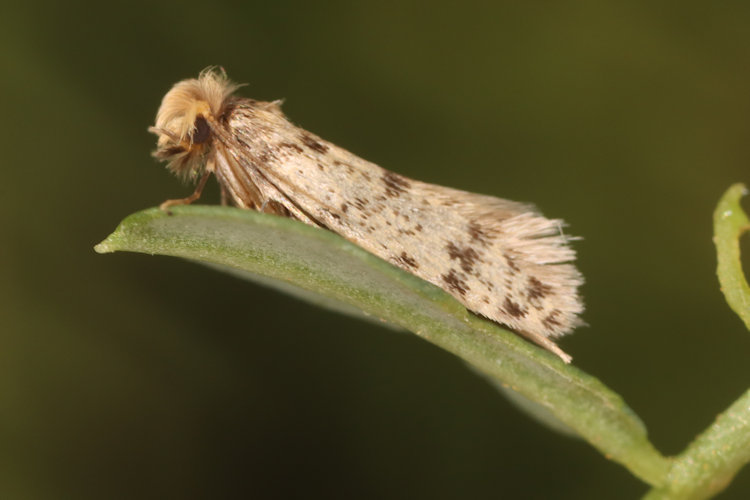 Eumasia parietariella: Bild 3