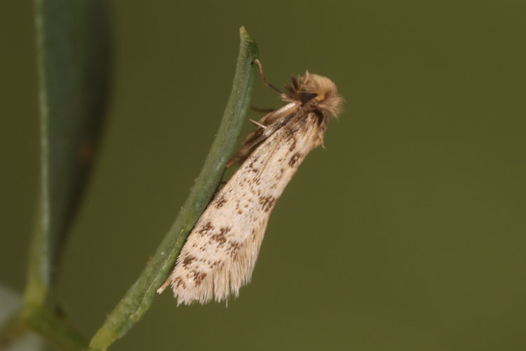 Eumasia parietariella: Bild 4