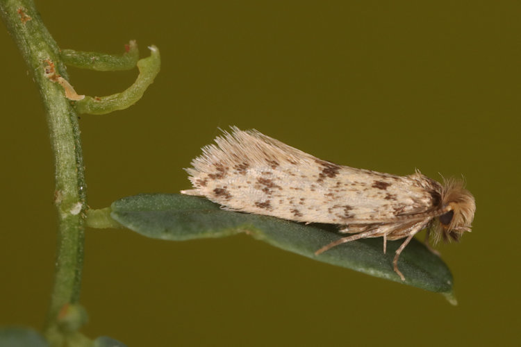 Eumasia parietariella: Bild 5