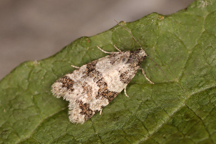 Isotrias rectifasciana: Bild 8