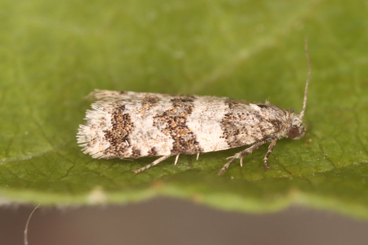 Isotrias rectifasciana: Bild 9