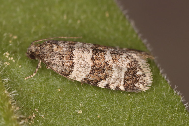 Isotrias rectifasciana: Bild 10