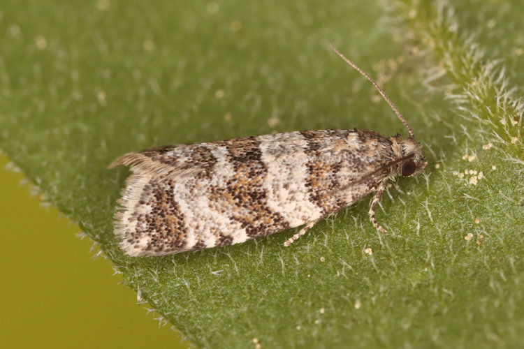Isotrias rectifasciana: Bild 11