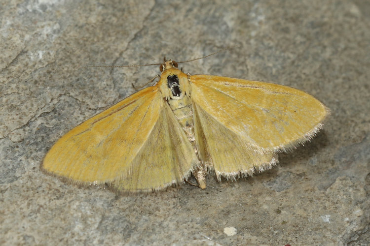Mecyna flavalis: Bild 2