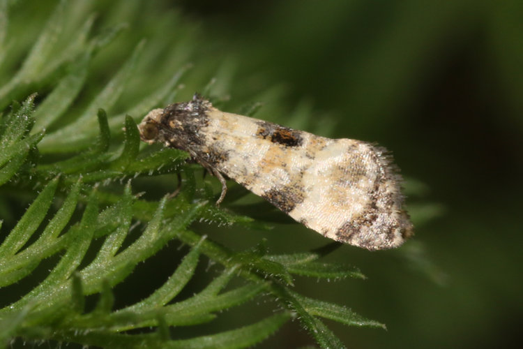 Neocochylis dubitana: Bild 3