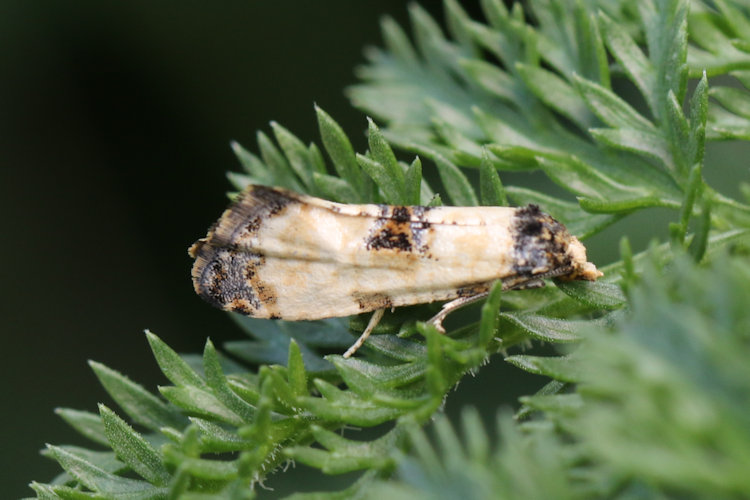 Neocochylis dubitana: Bild 4