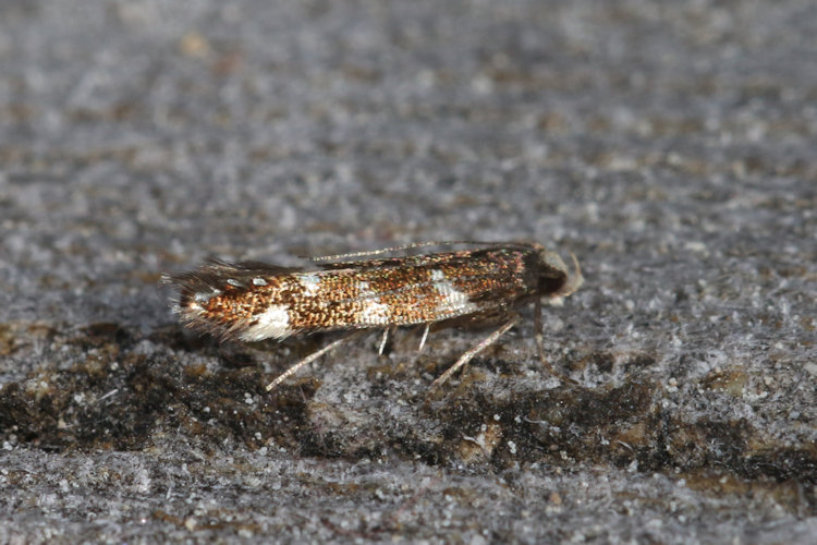 Oxypteryx libertinella: Bild 4