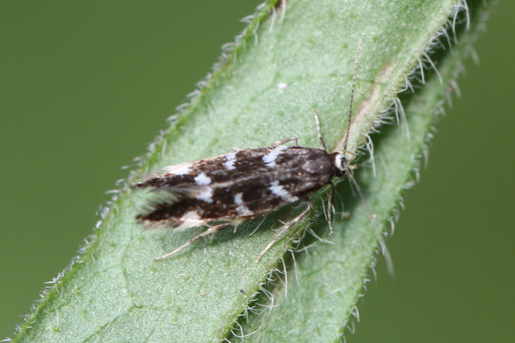Oxypteryx libertinella: Bild 5