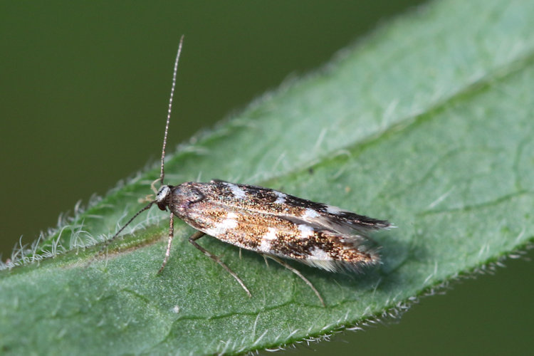 Oxypteryx libertinella: Bild 6