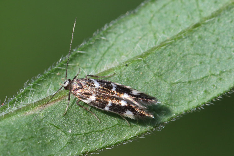 Oxypteryx libertinella: Bild 7