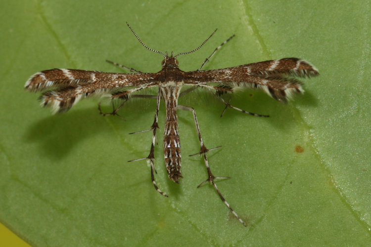 Oxyptilus chrysodactyla: Bild 3