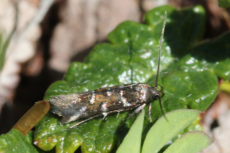 Pancalia schwarzella: Bild 5